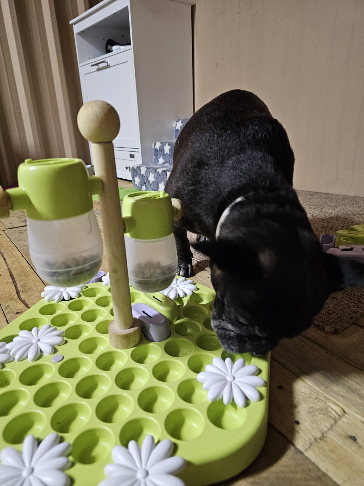 Andreia Galante - PetSitter/DogWalker - Sintra - Éducation canine