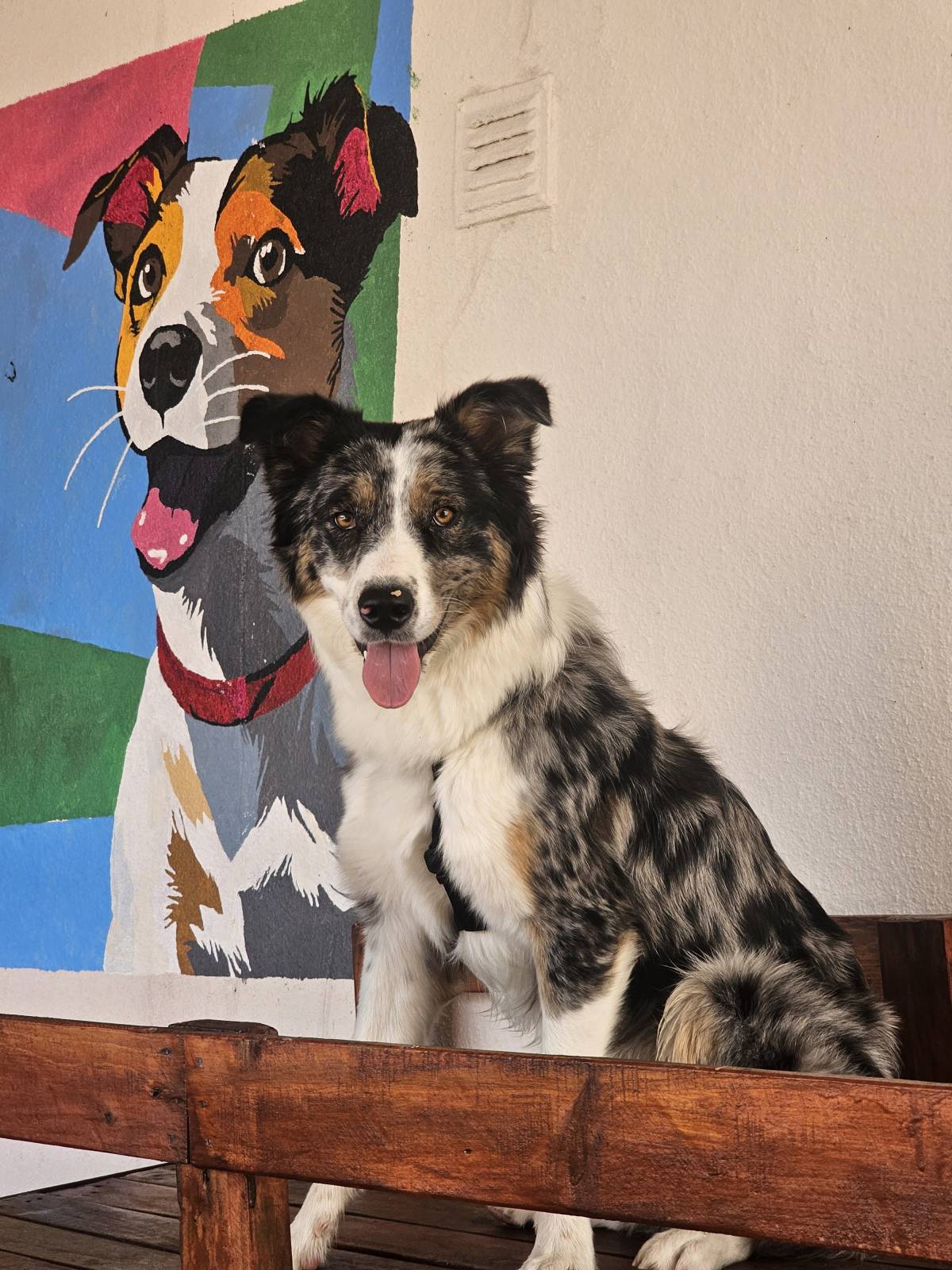 Andreia Galante - PetSitter/DogWalker - Sintra - Éducation canine