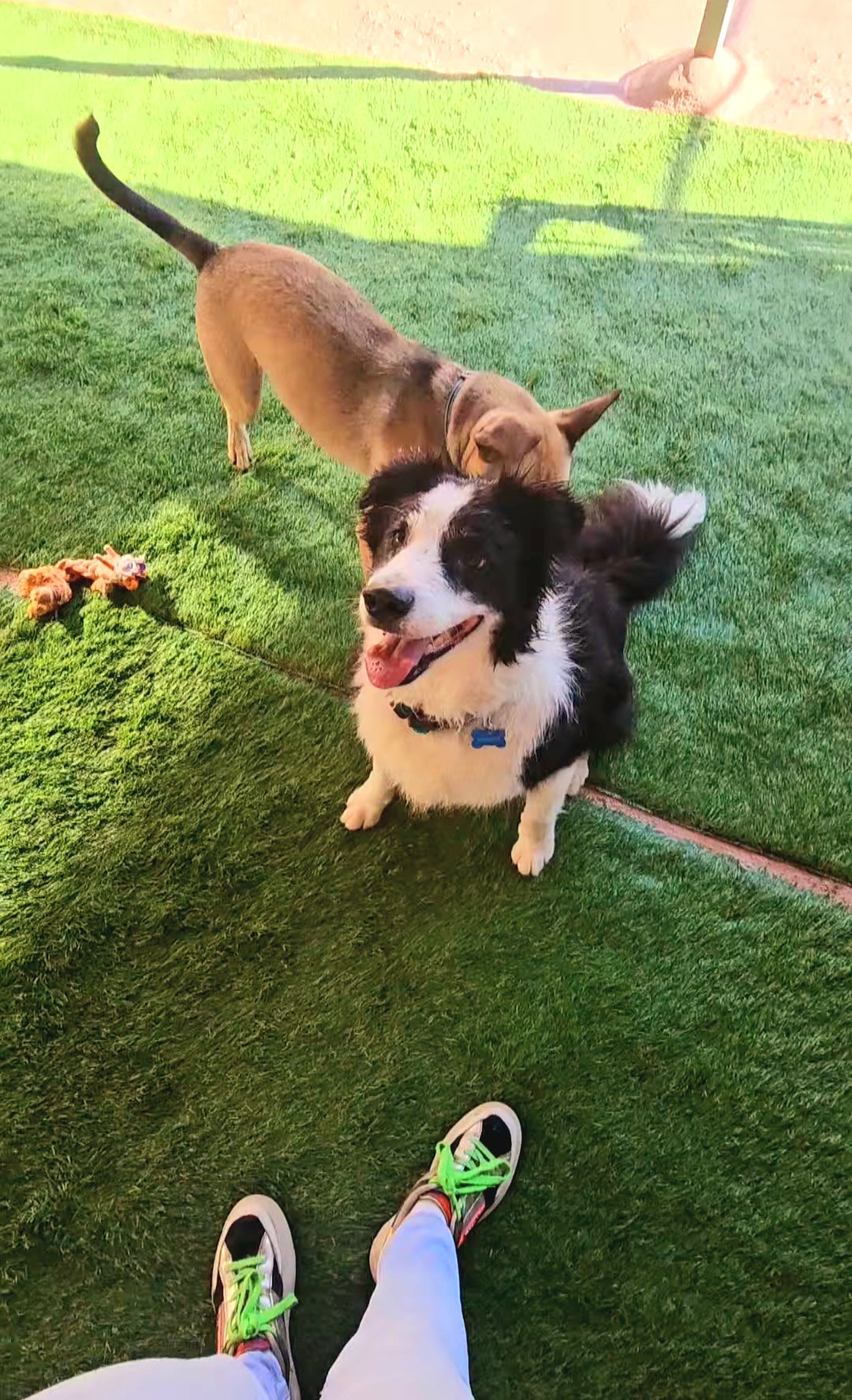 Andreia Galante - PetSitter/DogWalker - Sintra - Promenade de chiens