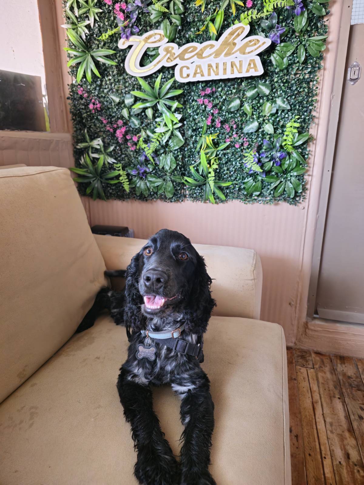 Andreia Galante - PetSitter/DogWalker - Sintra - Pet Sitting