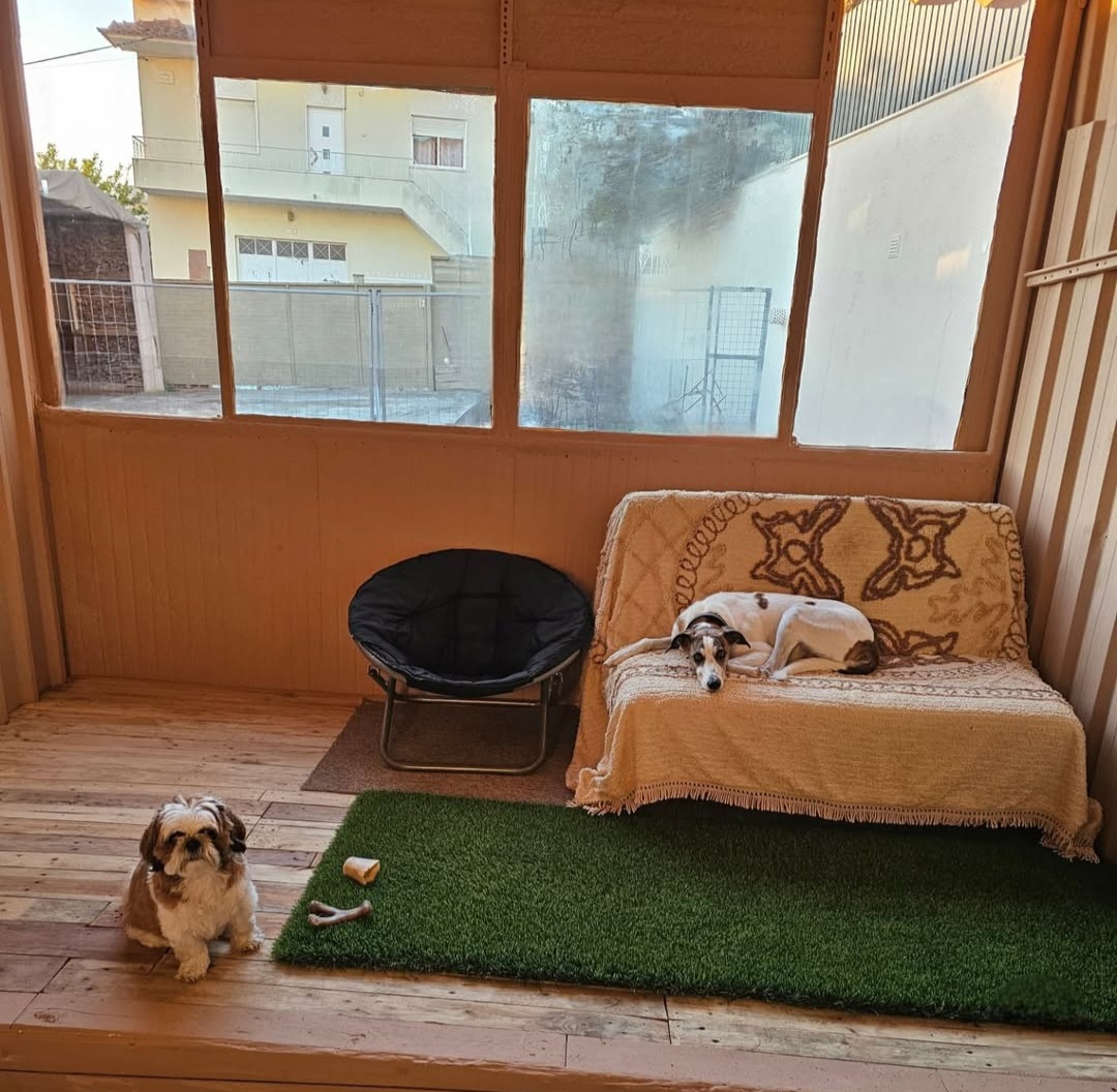 Andreia Galante - PetSitter/DogWalker - Sintra - Éducation canine - cours