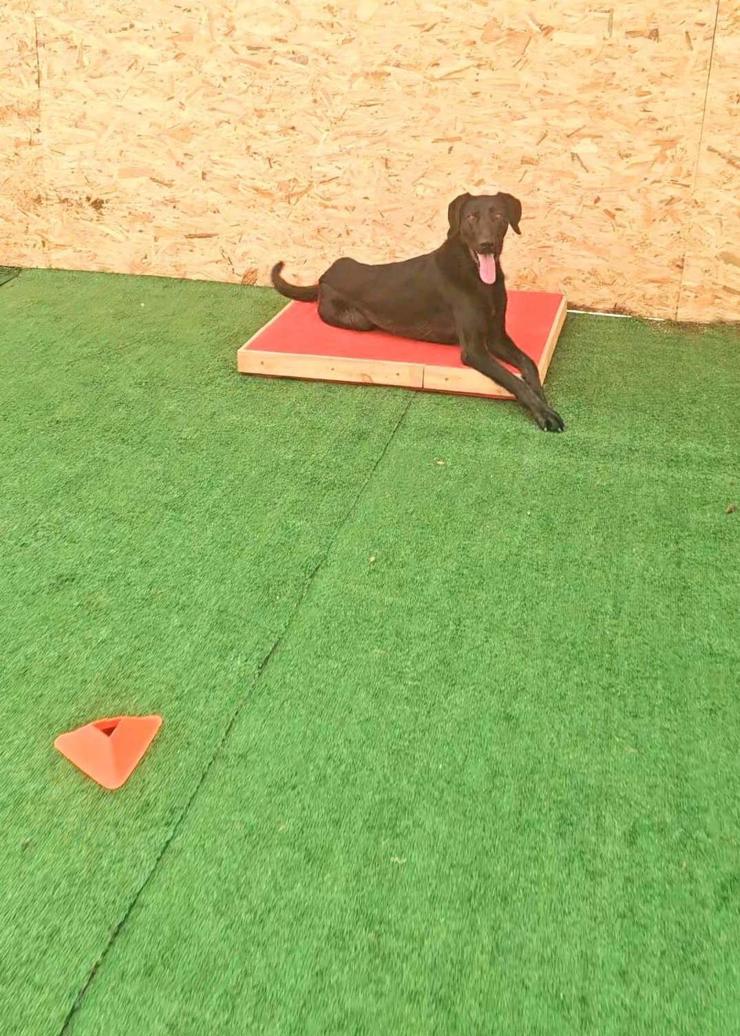 Andreia Galante - PetSitter/DogWalker - Sintra - Pension et garderie pour animaux