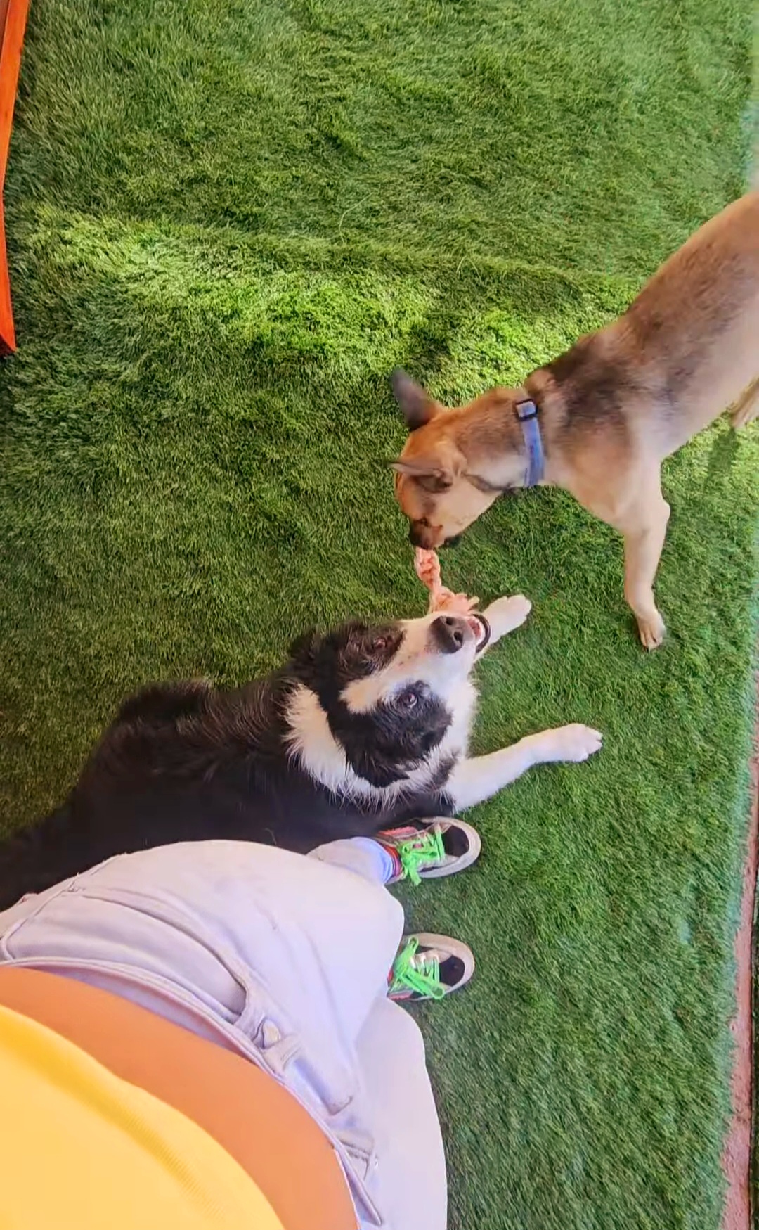 Andreia Galante - PetSitter/DogWalker - Sintra - Garde et promenade d’animaux