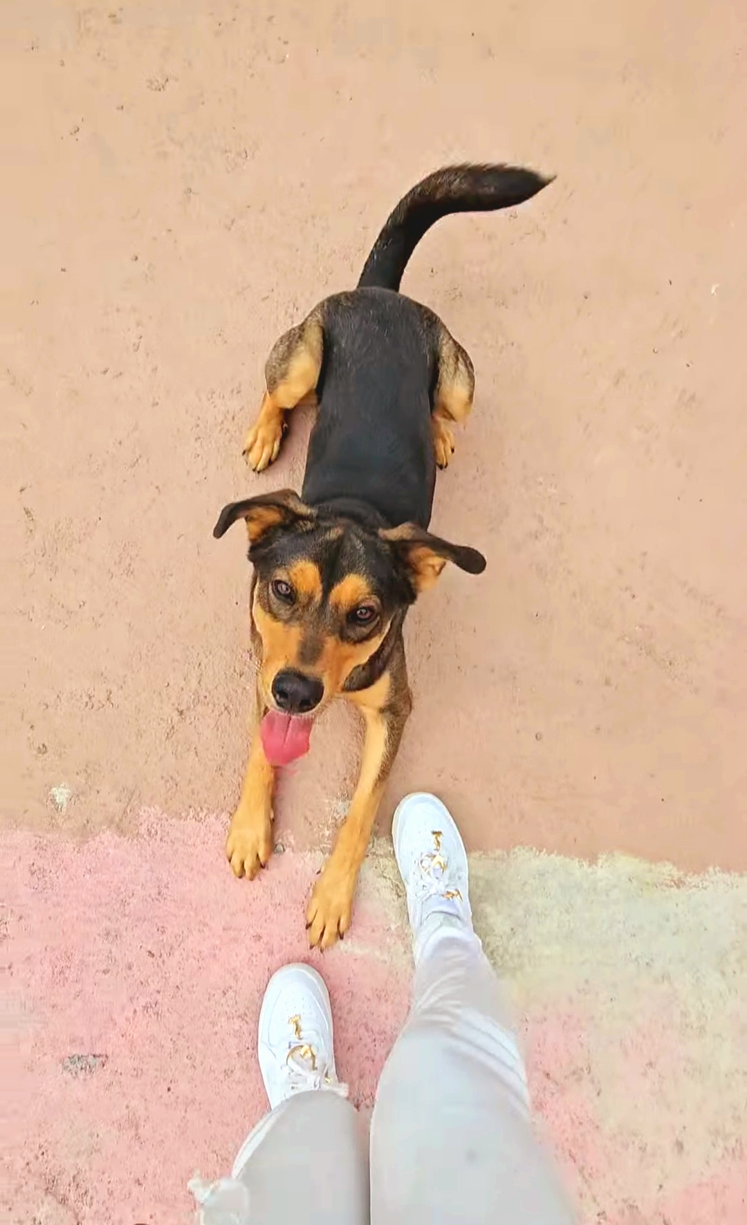 Andreia Galante - PetSitter/DogWalker - Sintra - Pension pour chiens