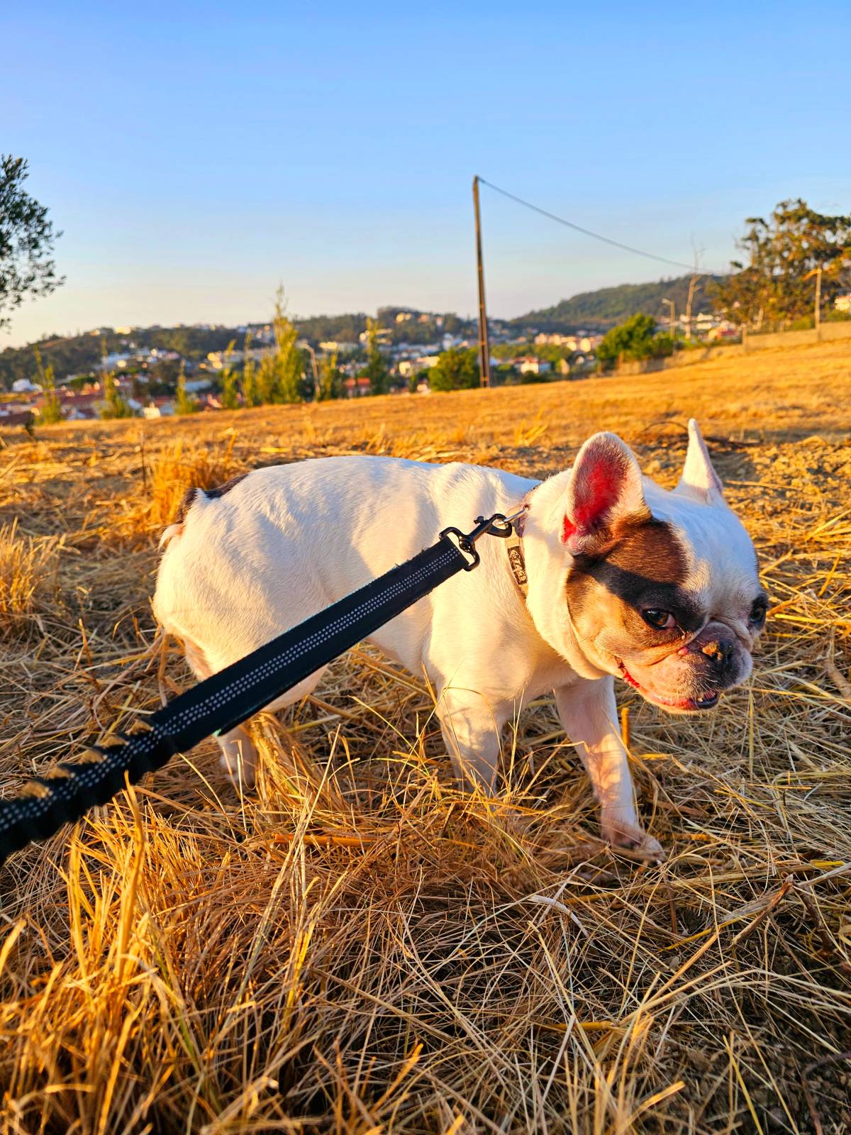 Andreia Galante - PetSitter/DogWalker - Sintra - Garde d'animaux