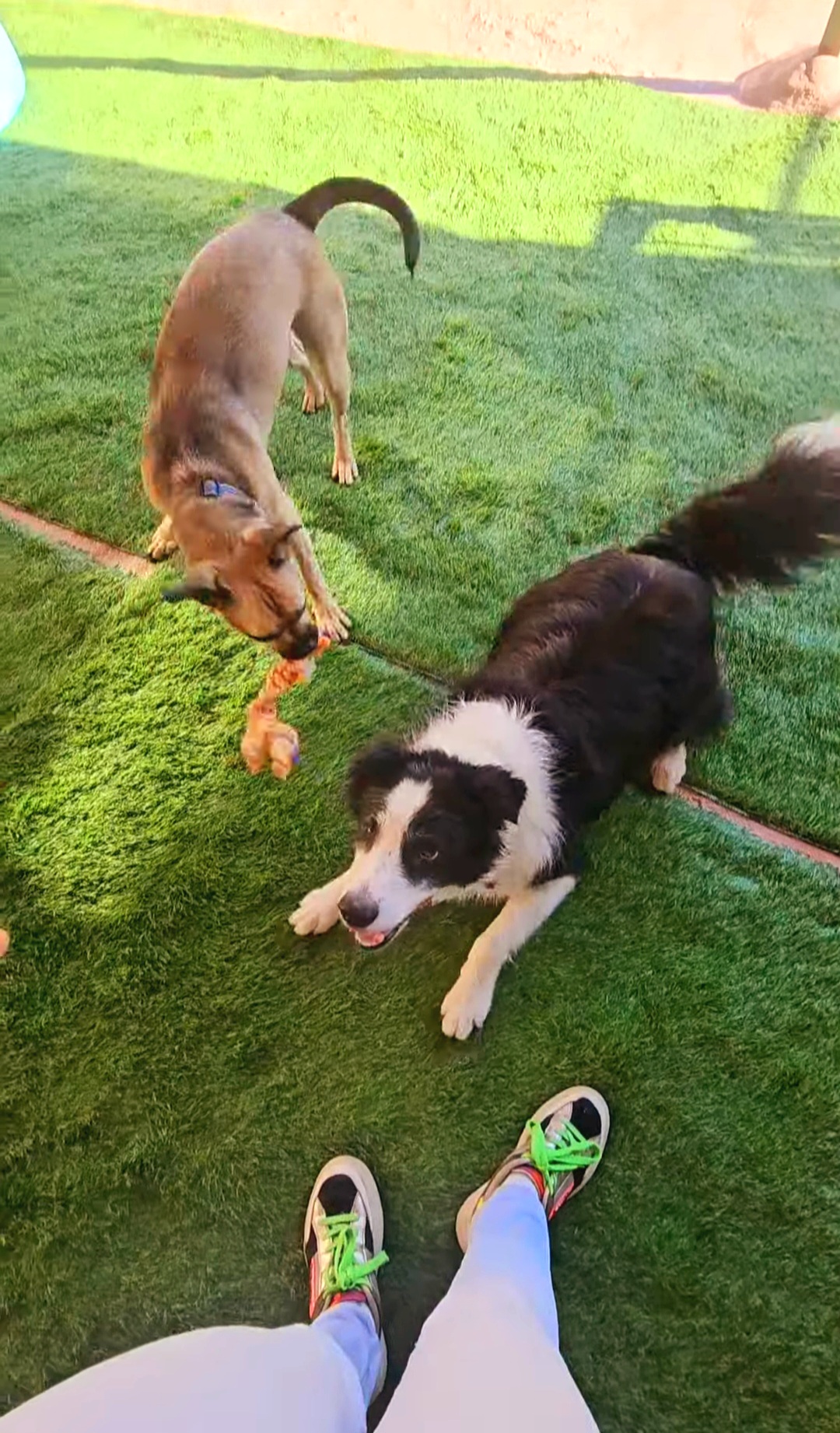 Andreia Galante - PetSitter/DogWalker - Sintra - Services pour animaux de compagnie