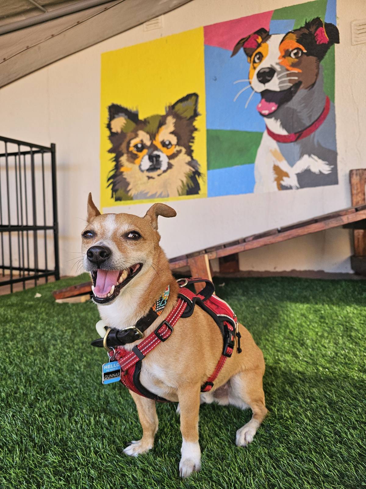 Andreia Galante - PetSitter/DogWalker - Sintra - Hôtel pour chats