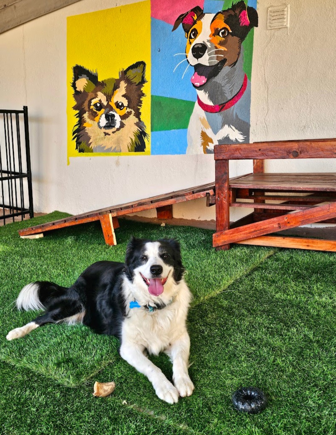 Andreia Galante - PetSitter/DogWalker - Sintra - Éducation canine