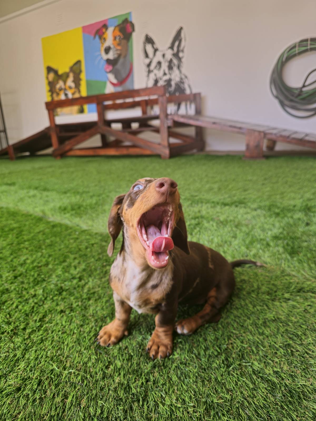 Andreia Galante - PetSitter/DogWalker - Sintra - Garde de chat