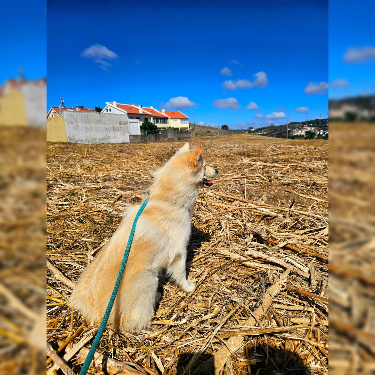 Andreia Galante - PetSitter/DogWalker - Sintra - Garde de chiens
