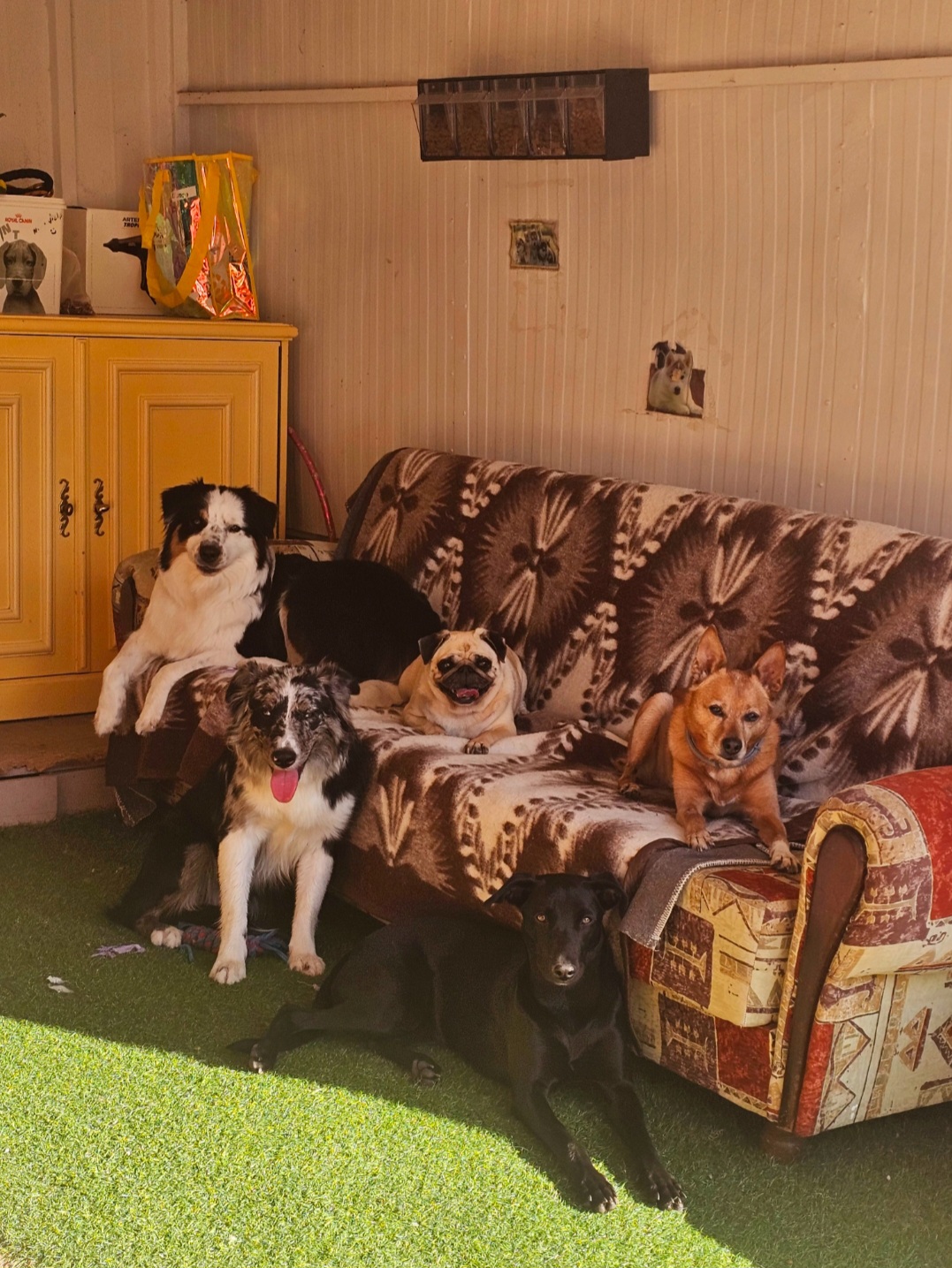 Andreia Galante - PetSitter/DogWalker - Sintra - Dog Hotel