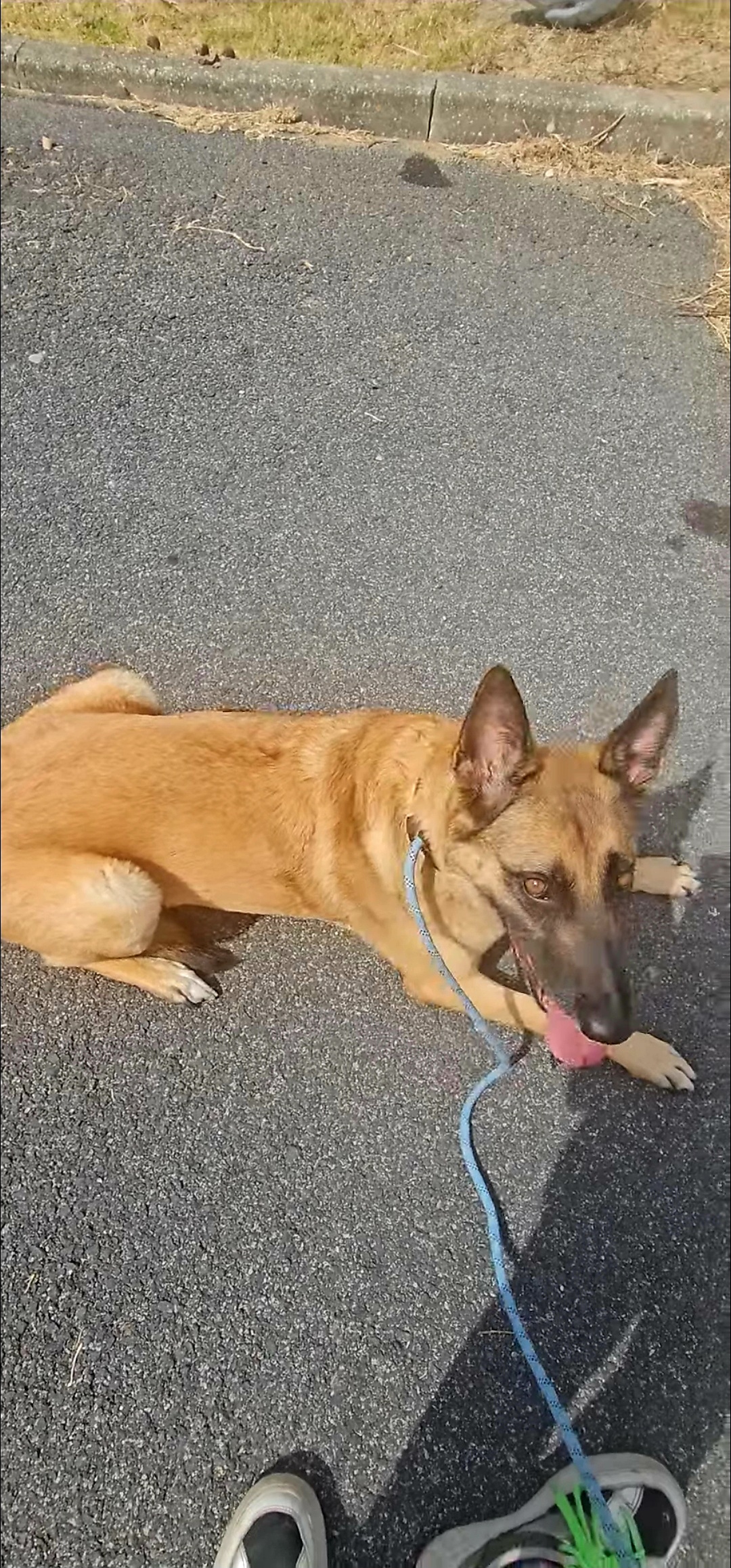Andreia Galante - PetSitter/DogWalker - Sintra - Hôtel pour chats