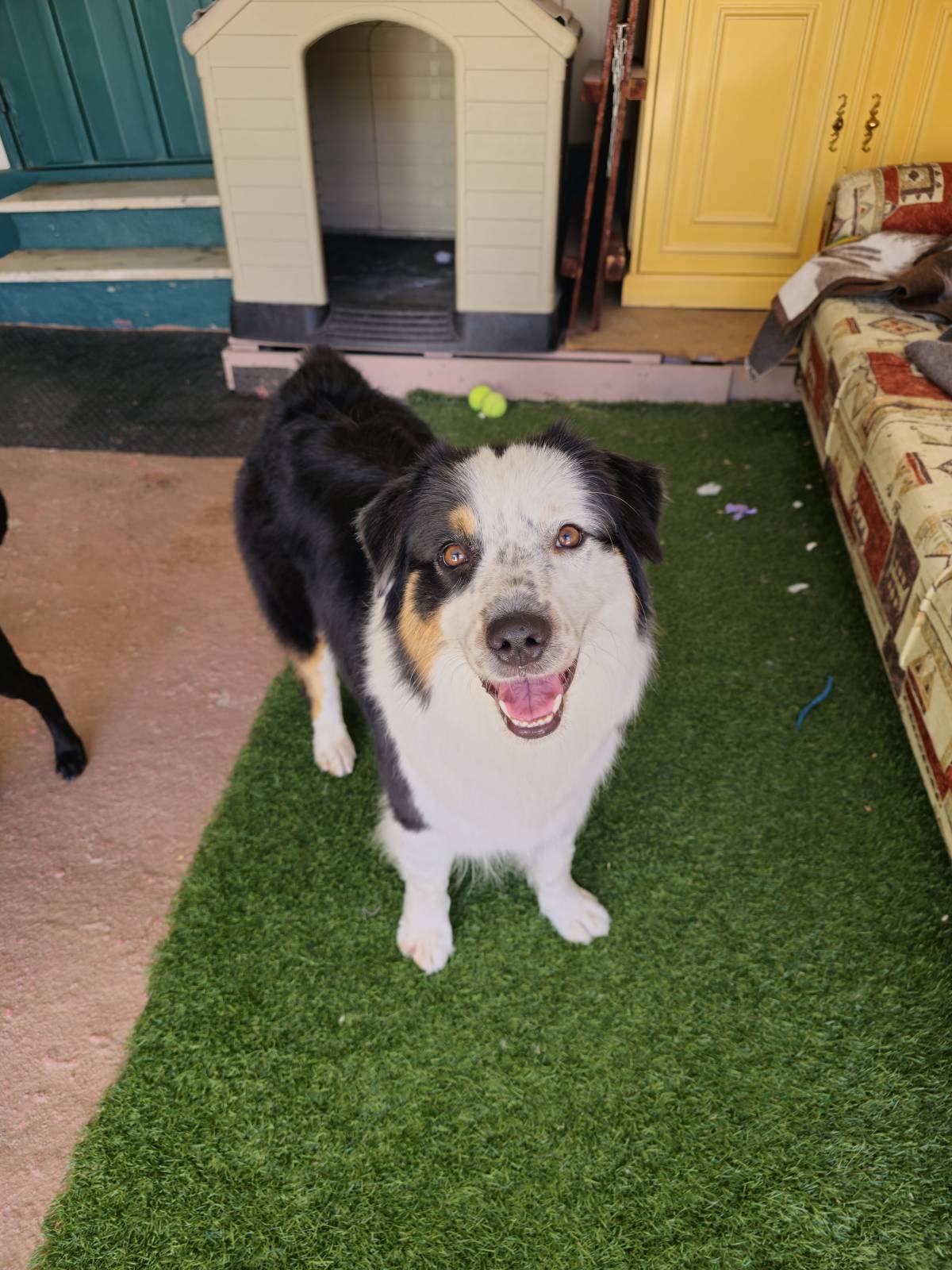 Andreia Galante - PetSitter/DogWalker - Sintra - Pet Sitting and Walking