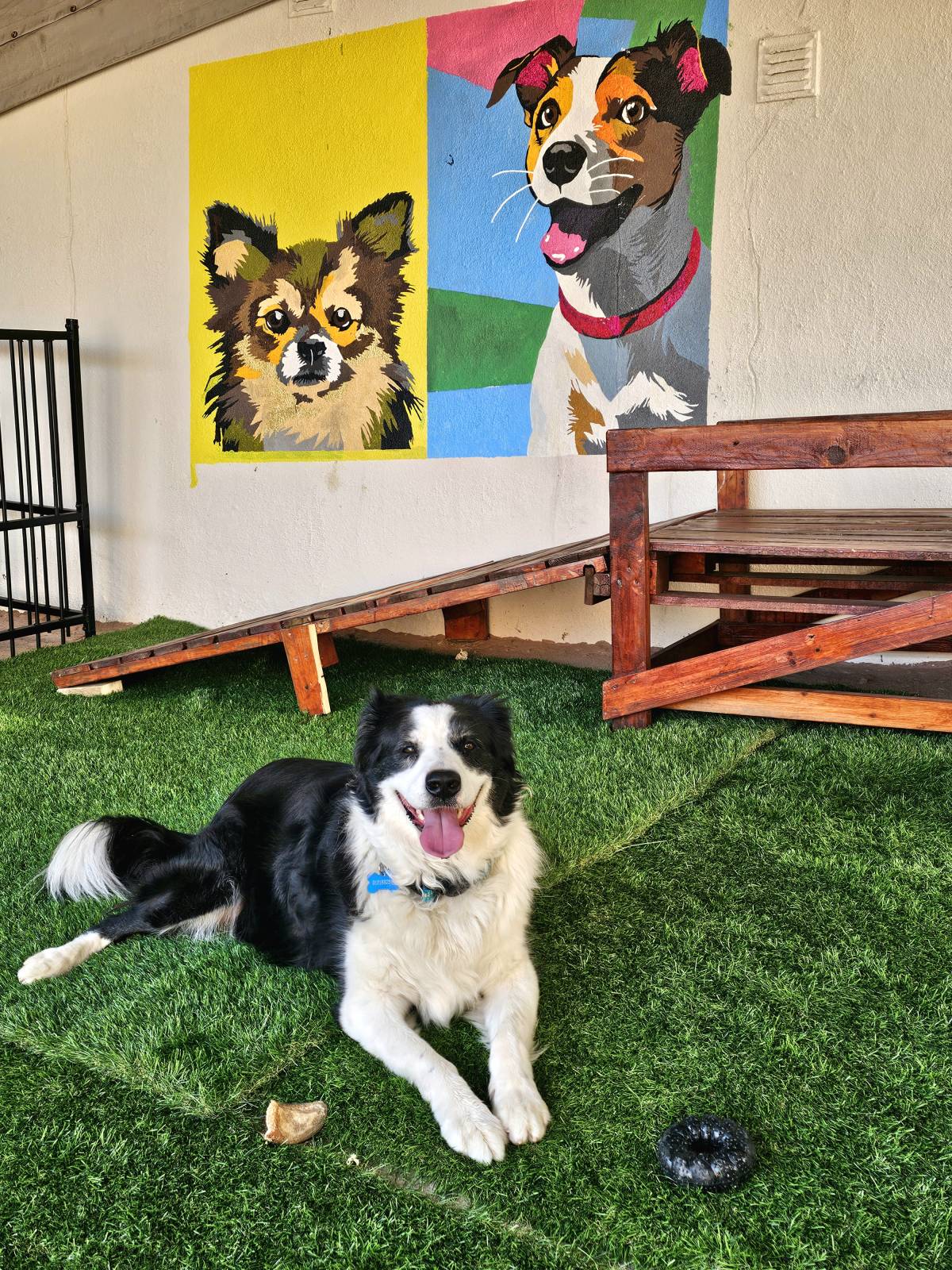 Andreia Galante - PetSitter/DogWalker - Sintra - Garderie pour chiens