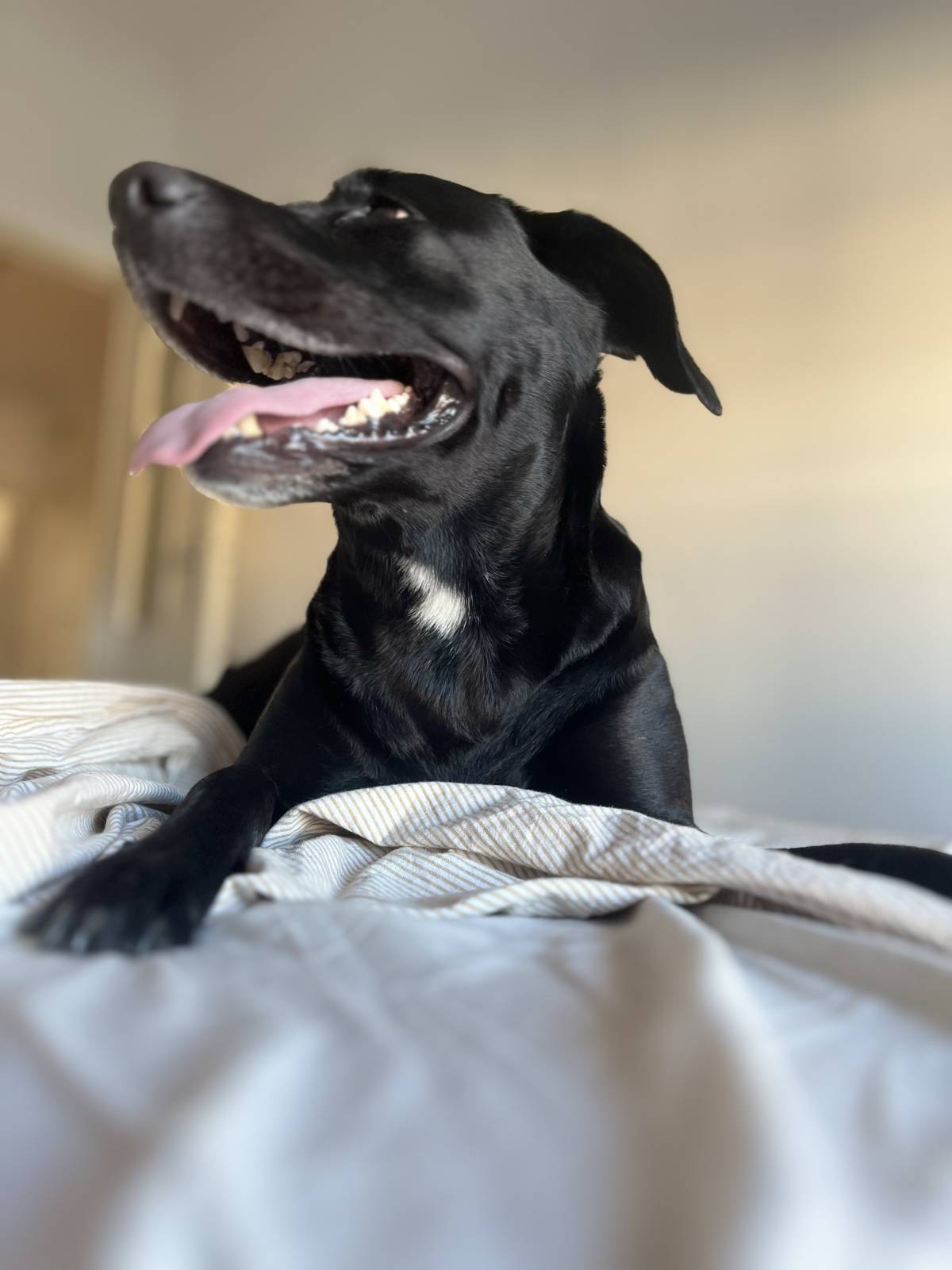 Tia Malu - Lisboa - Hundeausführung