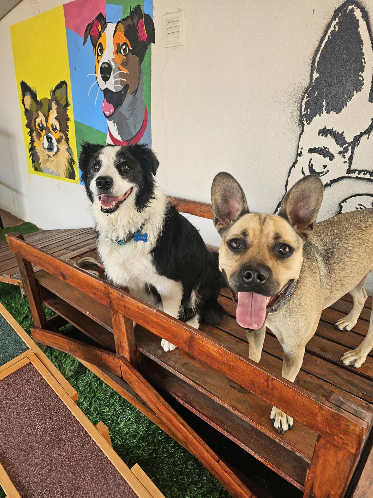 Andreia Galante - PetSitter/DogWalker - Sintra - Services pour animaux de compagnie