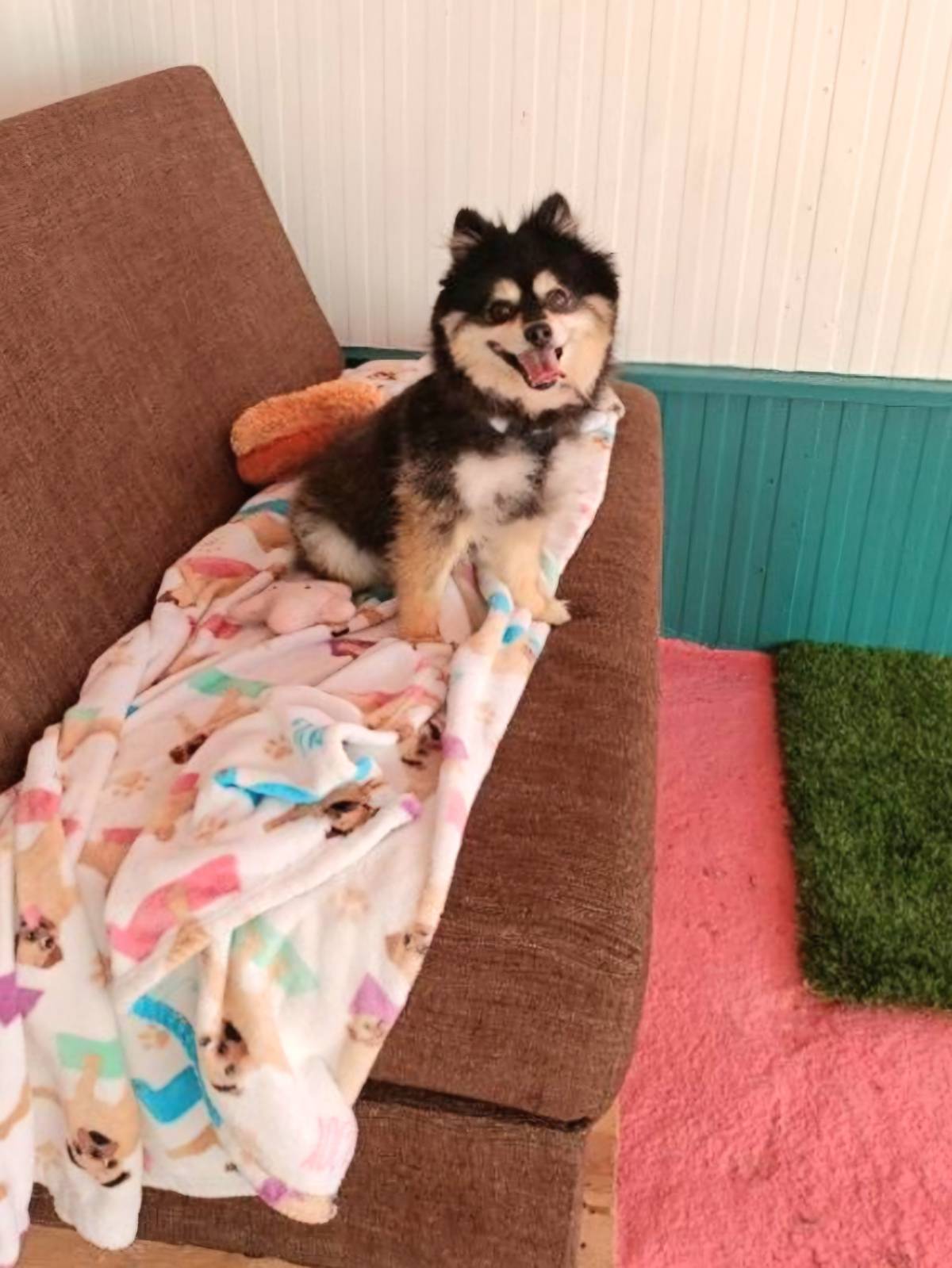 Andreia Galante - PetSitter/DogWalker - Sintra - Garde d'animaux