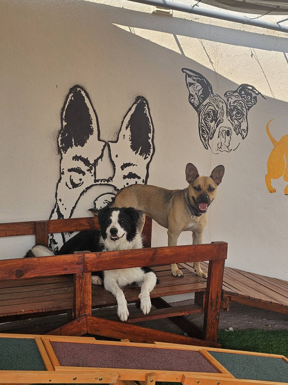 Andreia Galante - PetSitter/DogWalker - Sintra - Promenade de chiens