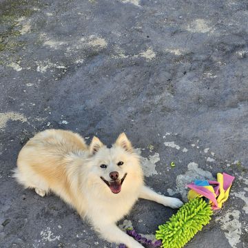 Andreia Galante - PetSitter/DogWalker - Sintra - Pension et garderie pour animaux