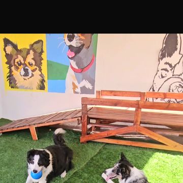 Andreia Galante - PetSitter/DogWalker - Sintra - Garde et promenade d’animaux
