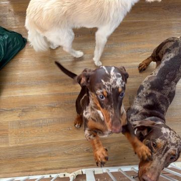 Andreia Galante - PetSitter/DogWalker - Sintra - Dog Daycare