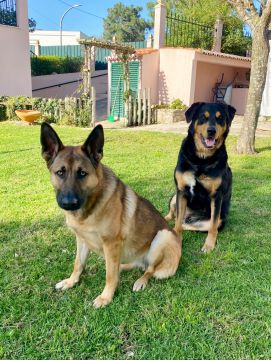 Smartdogs - Montijo - Dog Training