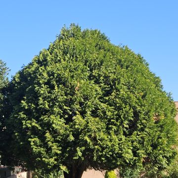 Rui Albuquerque - Matosinhos - Cars and motorcycles repair