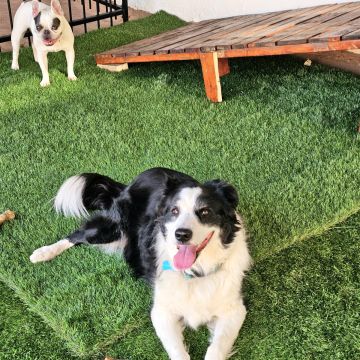 Andreia Galante - PetSitter/DogWalker - Sintra - Garde de chat