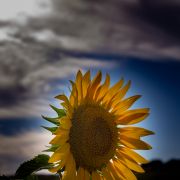 Pedro Manuel Ramalho Perdigão - Estremoz - Fotografia Publicitária