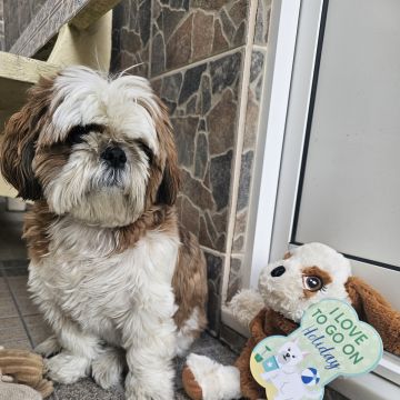 Andreia Galante - PetSitter/DogWalker - Sintra - Hôtel pour animaux de compagnie