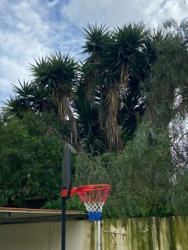 Tree Trimming and Maintenance