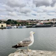 Nuno Pacheco - Lisboa - Valet Parking Services