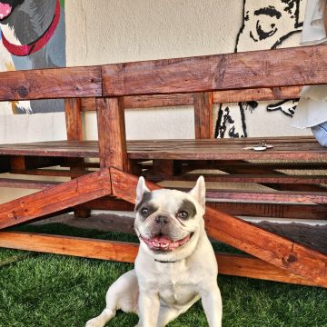 Andreia Galante - PetSitter/DogWalker - Sintra - Garderie pour chiens