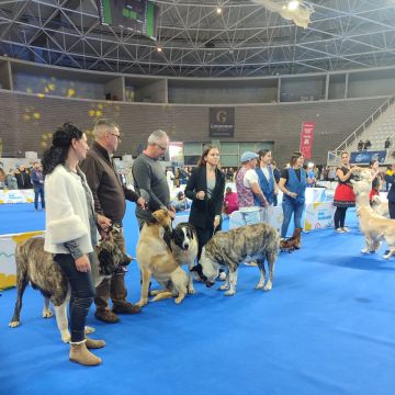 Bruna Fernandes - Gondomar - Banhos e Tosquias para Animais