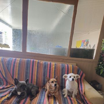 Andreia Galante - PetSitter/DogWalker - Sintra - Dog Sitting