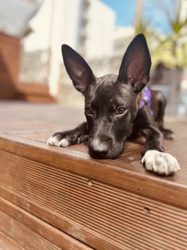 Dog Hotel