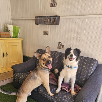 Andreia Galante - PetSitter/DogWalker - Sintra - Hôtel pour animaux de compagnie