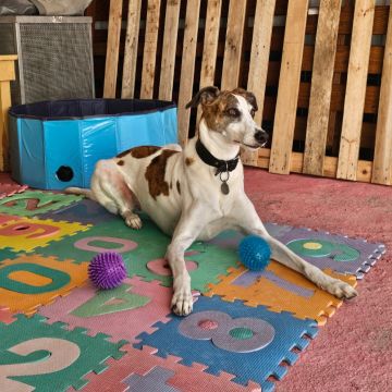 Andreia Galante - PetSitter/DogWalker - Sintra - Promenade de chiens