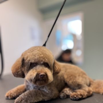Maykon Alves - Cascais - Creche para Cães