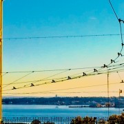 Nuno Pacheco - Lisboa - Valet Parking Services
