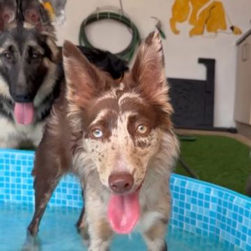 Andreia Galante - PetSitter/DogWalker - Sintra - Cat Sitting