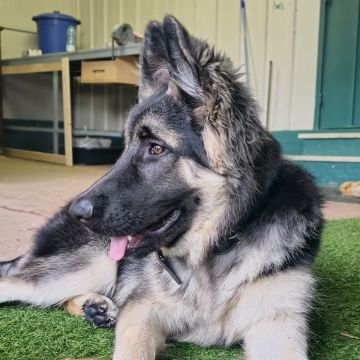 Andreia Galante - PetSitter/DogWalker - Sintra - Pet Boarding and Daycare