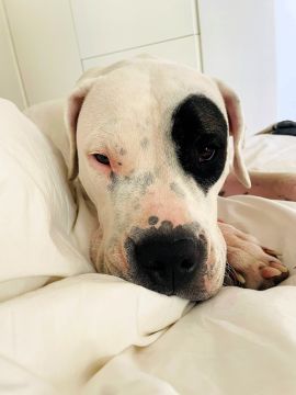 House Sitter