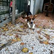 Patinhas Douradas - Sintra - Pet Sitting e Pet Walking