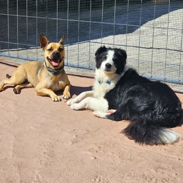 Andreia Galante - PetSitter/DogWalker - Sintra - Pension et garderie pour animaux