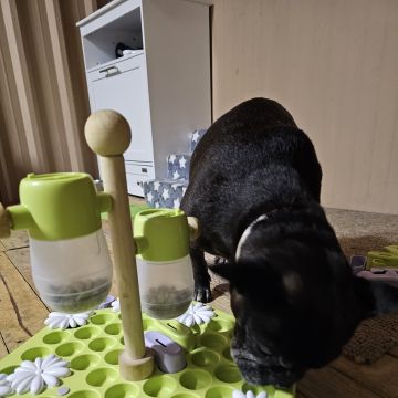 Andreia Galante - PetSitter/DogWalker - Sintra - Éducation canine