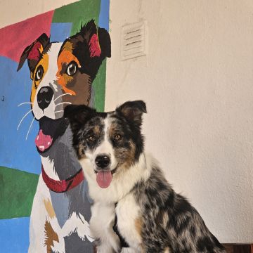 Andreia Galante - PetSitter/DogWalker - Sintra - Éducation canine
