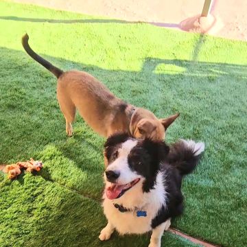 Andreia Galante - PetSitter/DogWalker - Sintra - Promenade de chiens