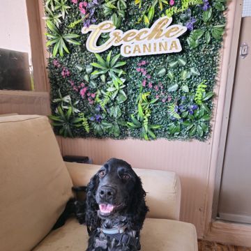 Andreia Galante - PetSitter/DogWalker - Sintra - Pet Sitting