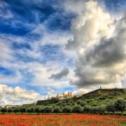 Pedro Manuel Ramalho Perdigão - Estremoz - Fotografía de negocios